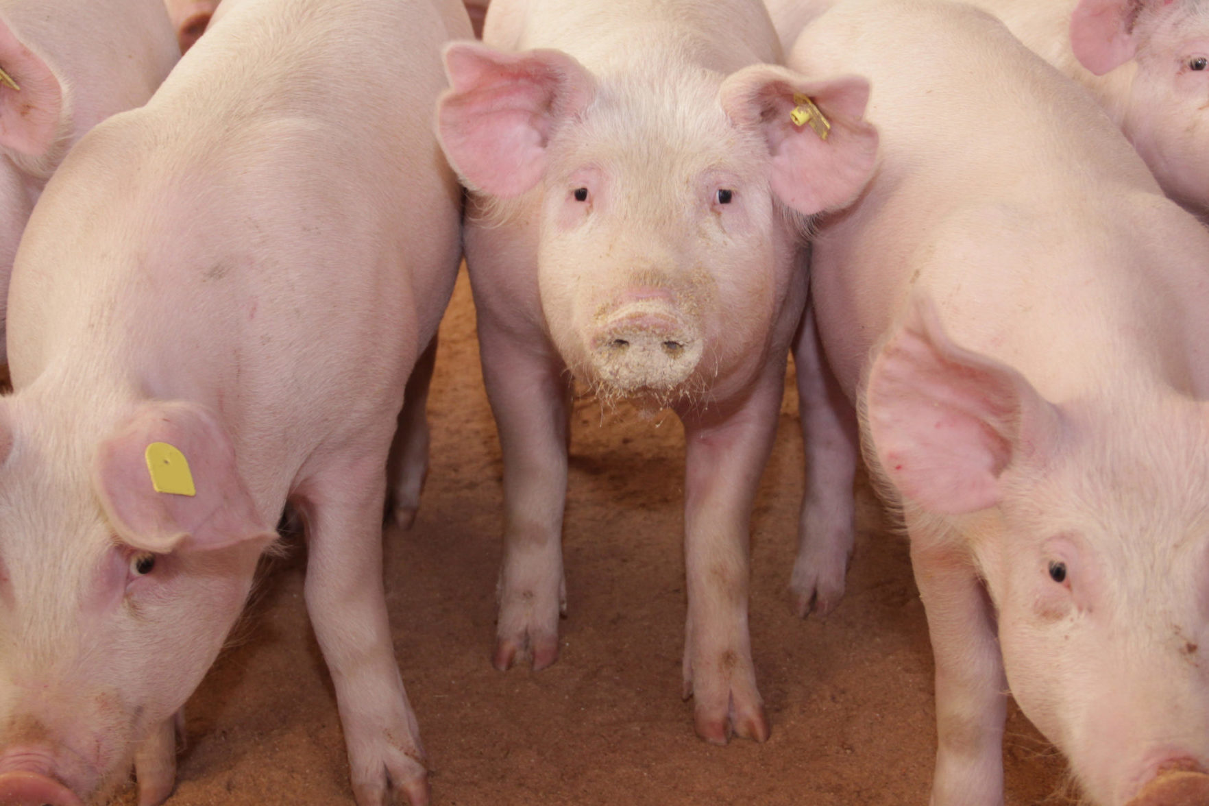 PLAN DE SAUVEGARDE DE LA FILIERE PORCINE  DEMANDE DE PRISE EN CHARGE